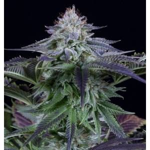 Dinafem - Dinamed Kush CBD Auto