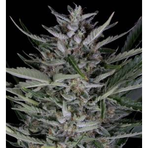 Dinafem - Gorilla Auto