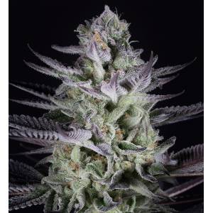 Dinafem - Blueberry Cookies