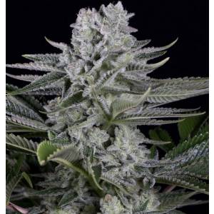 Dinafem - Gorilla CBD