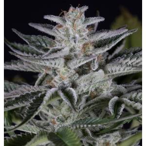 Dinafem - Ocean Grown Cookies