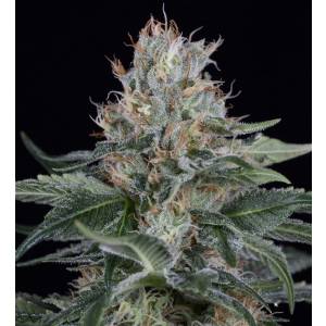 Dinafem - Orange Juice