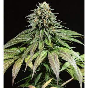 Dinafem - Purple Moby Dick