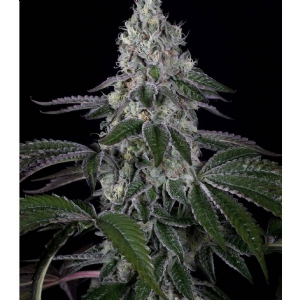 Dinafem - Weeding Cake