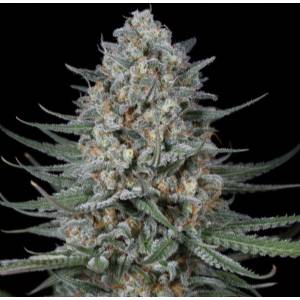 Dinafem - Quick Critical +