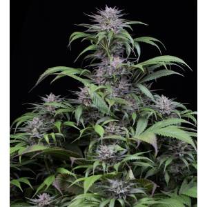 Dinafem - Quick Kush