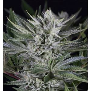 Dinafem - Quick Gorilla