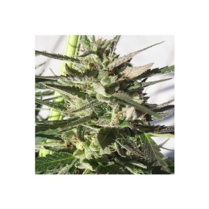 Ace Seeds - Panama x Tikal