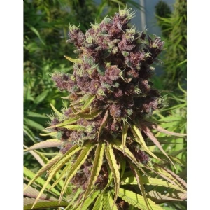 Ace Seeds - Red Sapphire