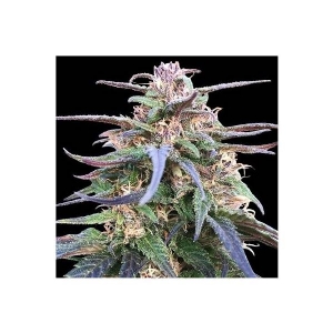 Ace Seeds - Zamal Bliss