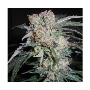 Ace Seeds - Zamaldelica x Kali China