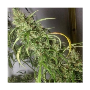 Ace Seeds - Etiope x Malawi Regolare