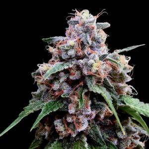 DNA Genetics - Lemon 18