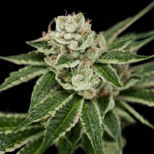 DNA Genetics - Crocketts Dawg Regolare