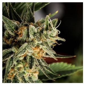 (CFF) DNA Genetics - Crocketts Tangie Regolare