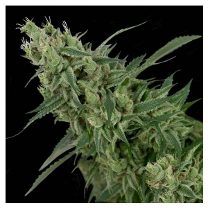 (CFF) DNA Genetics - Double Tangie Banana Regolare