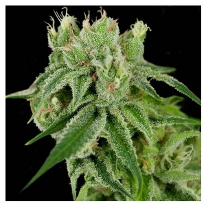 (CFF) DNA Genetics - Sour Banana Sherbet Regolare