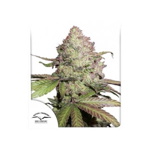 Dutch Passion - CBD Charlotte s Angel Auto