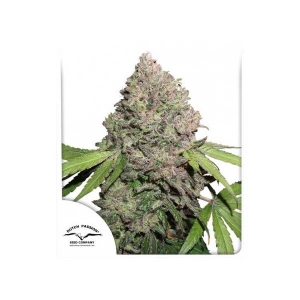 Dutch Passion - CBD Charlotte s Angel