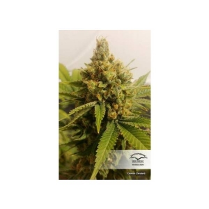 Dutch Passion - Lemon Zkittle