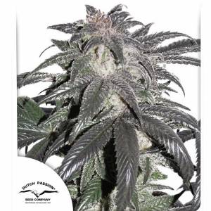 Dutch Passion - Bubba Island Kush