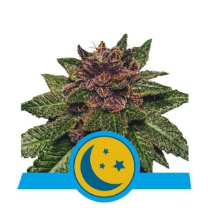 Royal Queen Seeds - Purplematic CBD Auto