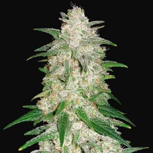 Fast Buds - Gelato Auto