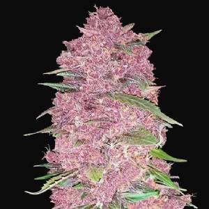 Fast Buds - Purple Lemonade
