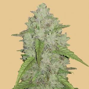 Fast Buds - Original Auto Amnesia Haze