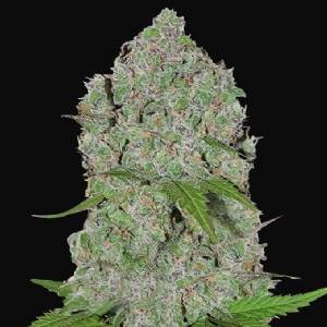 Fast Buds - Orange Sherbet