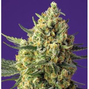 Sweet Seeds - Crystal Candy XL Auto