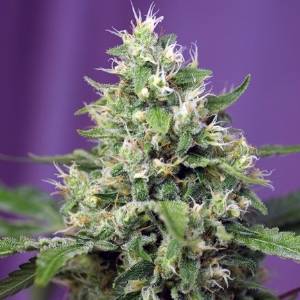 Sweet Seeds - Sweet Amnesia Haze XL Auto