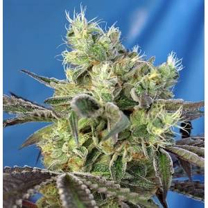 Sweet Seeds - Do-Sweet-Dos