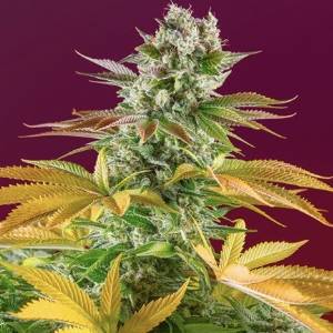 Sweet Seeds - Gorilla Girl F1 Fast Version
