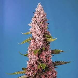 Sweet Seeds - Red Hot Cookies