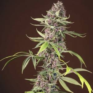 Sweet Seeds - Red Mandarine F1 Fast Version