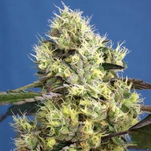 Sweet Seeds - Sweet Gelato Auto