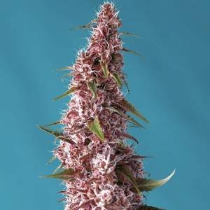 Sweet Seeds - Red Pure CBD Auto