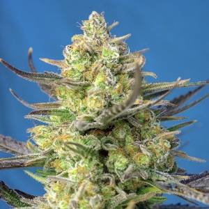 Sweet Seeds - Sweet Cheese XL Auto