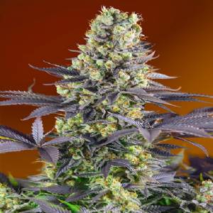 Sweet Seeds - Sweet Zkittlez