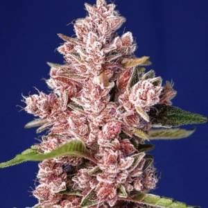 Sweet Seeds - Tropicanna Poison F1 Fast Version