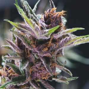Pyramid Seeds - Black Cherry Punch