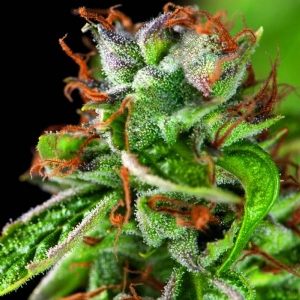 Pyramid Seeds - Double OG Haze