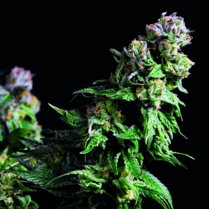 Pyramid Seeds - Purple Urkle