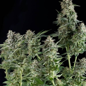 Pyramid Seeds - Northern Lights CBD