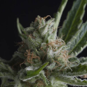 Pyramid Seeds - Shark CBD