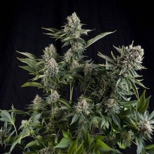 Pyramid Seeds - White Widow CBD