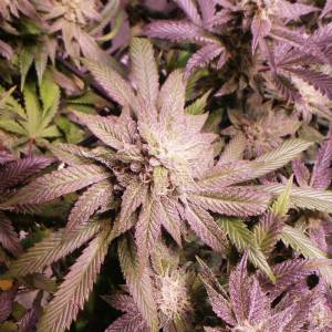 Vision Seeds - Pure Gelato