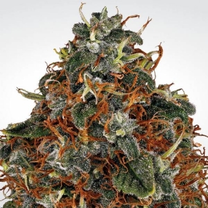 Paradise Seeds - Space Cookies