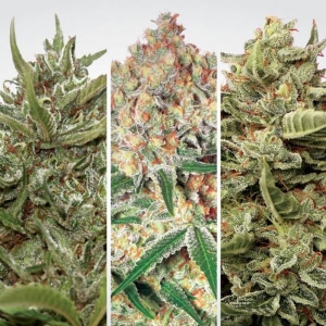 Paradise Seeds - Collection #1 Auto